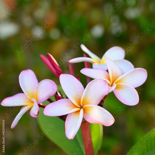 White frangipani flower