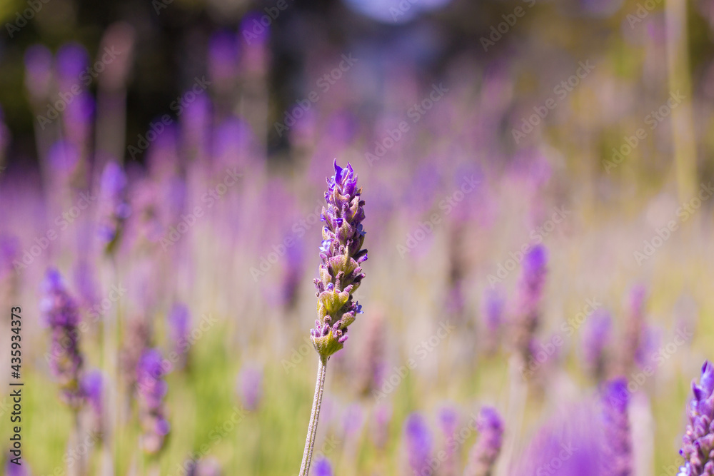 Obraz premium Lavender field. Lavender flower landscape. Closeup.