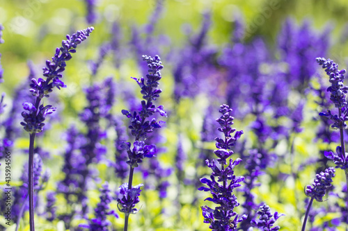 Lavender field. Lavender flower landscape. Closeup.