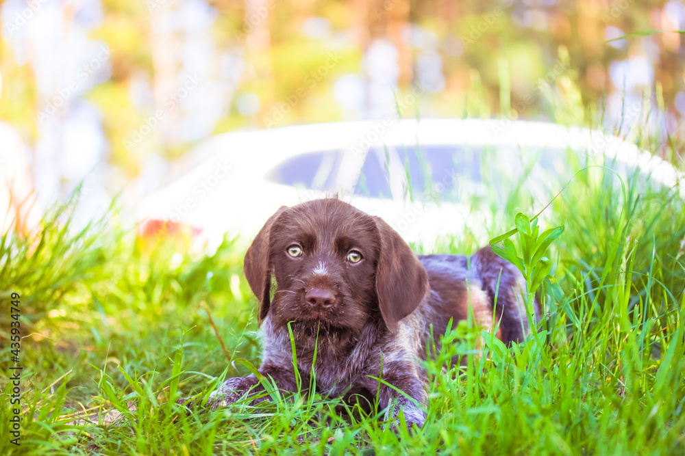 A beautiful brown deutsch drahthaar puppy with sad green eyes. A portrait of a purebred dog lying in tall grass in a meadow in sunny summer day, looking straight. A canine on the nature in summertime. A beautiful brown deutsch drahthaar puppy with sad green eyes. A portrait of a purebred dog lying in tall grass in a meadow in sunny summer day, looking straight. A canine on the nature in summertime.