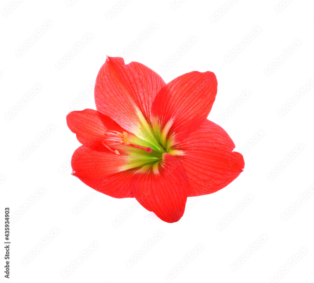 Amaryllis flower Amaryllis flower on a white background Amaryllis flower Amaryllis flower on a white background