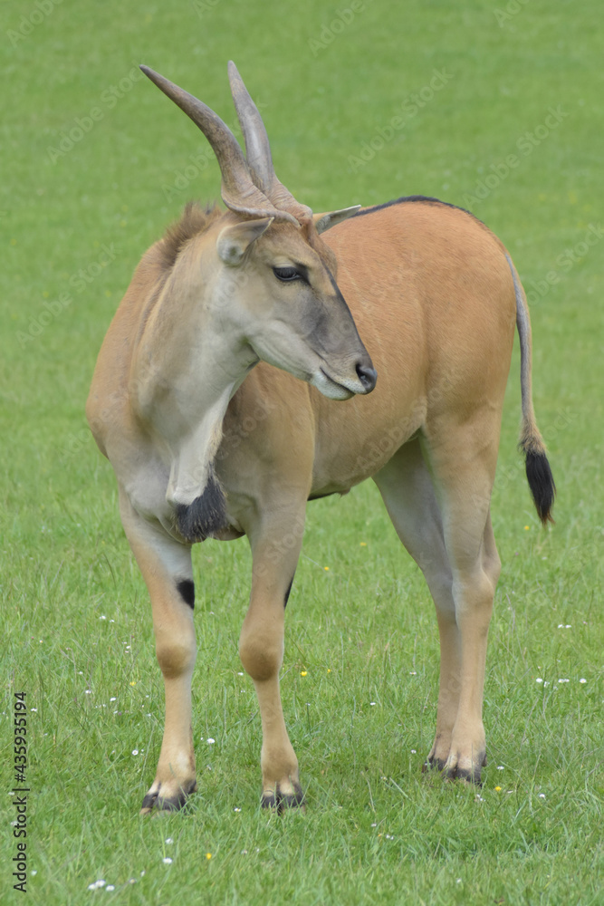 Eland antelope posing in the grass. Eland antelope posing in the grass.
