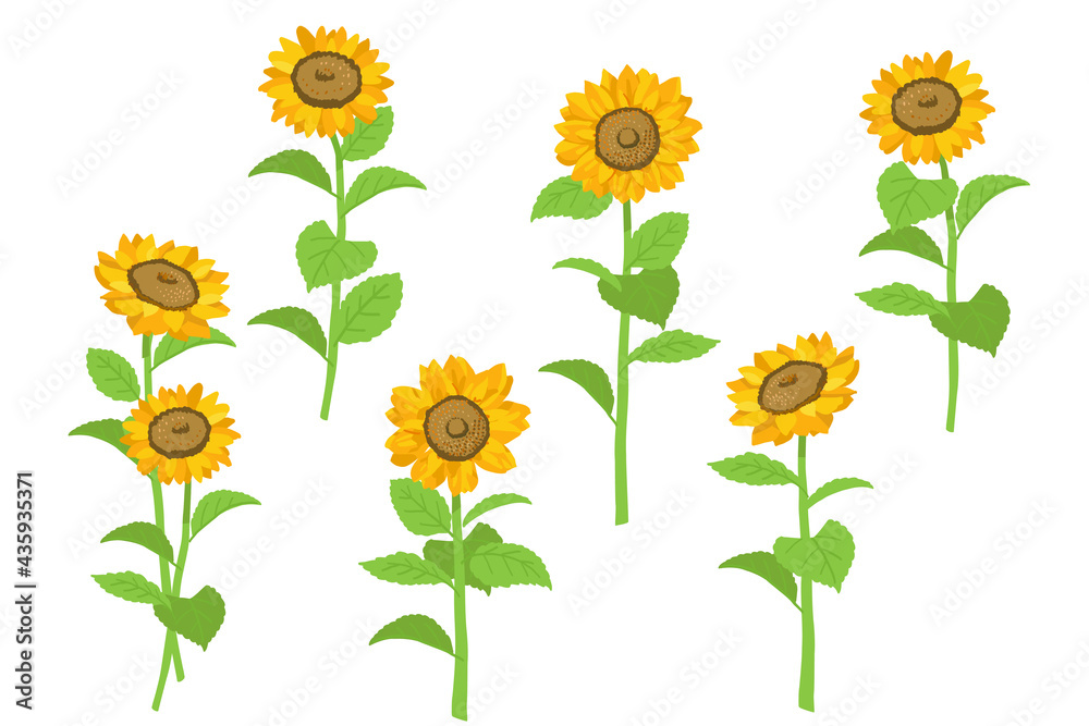 元気なひまわりのベクターイラスト セット Stock Vector Adobe Stock