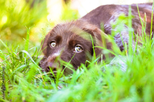 A beautiful brown deutsch drahthaar puppy with sad green eyes. A portrait of a purebred dog lying in tall grass in a meadow in sunny summer day, looking straight. A canine on the nature in summertime. photo