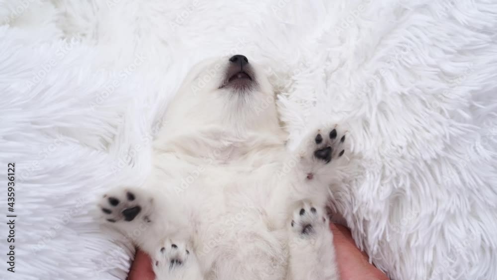 men's hands hold and stroke a small white puppy Japanese Spitz. men's hands hold and stroke a small white puppy Japanese Spitz.