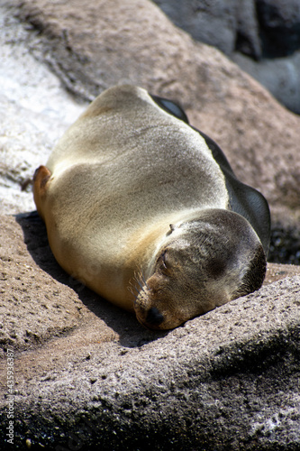Sleeping baby seal 