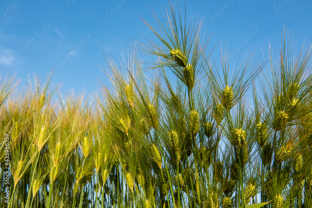 Obraz premium Beautiful green wheat ear growing in agriculture field contrasting with blue sky. Unripe cereal in Japan.