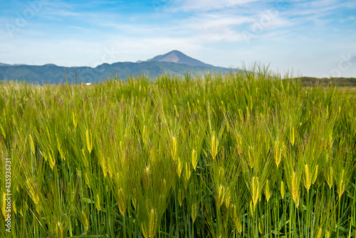 Fotografie Bright green wheat field in Japan