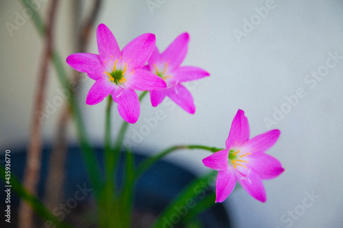 L  rio da chuva rosa