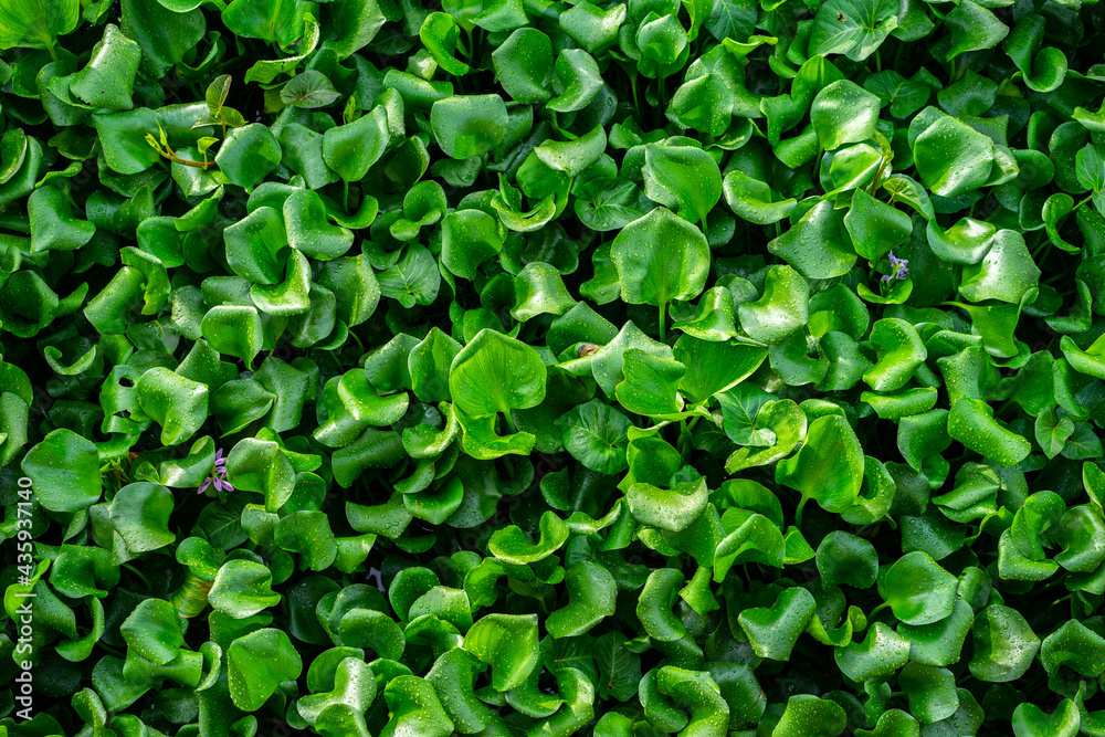 green leaves background green leaves background
