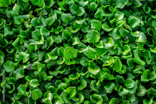 green leaves background © kiet