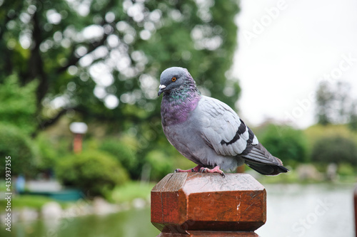 rock dove or common pigeon, columba livia, perched on a wooden post in a garden. photo