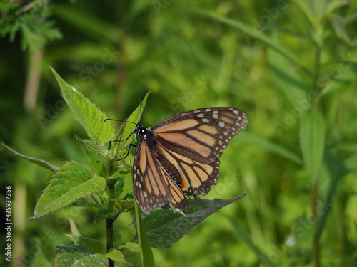 monarch butterfly in the spring