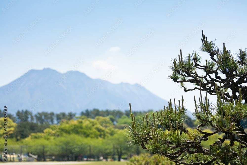 春の吉野公園松と桜島
