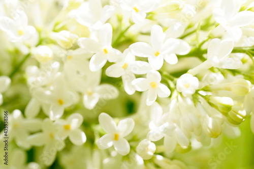 Floral background. White lilac flowers on a blurred green background. The image is deliberately out of focus. © banosan