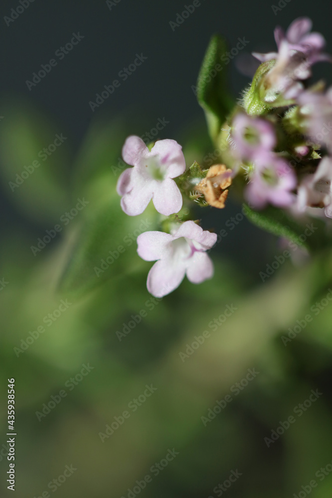 Small aromatic flower blossom close up thymus vulgaris family lamiaceae background high quality big size print Small aromatic flower blossom close up thymus vulgaris family lamiaceae background high quality big size print
