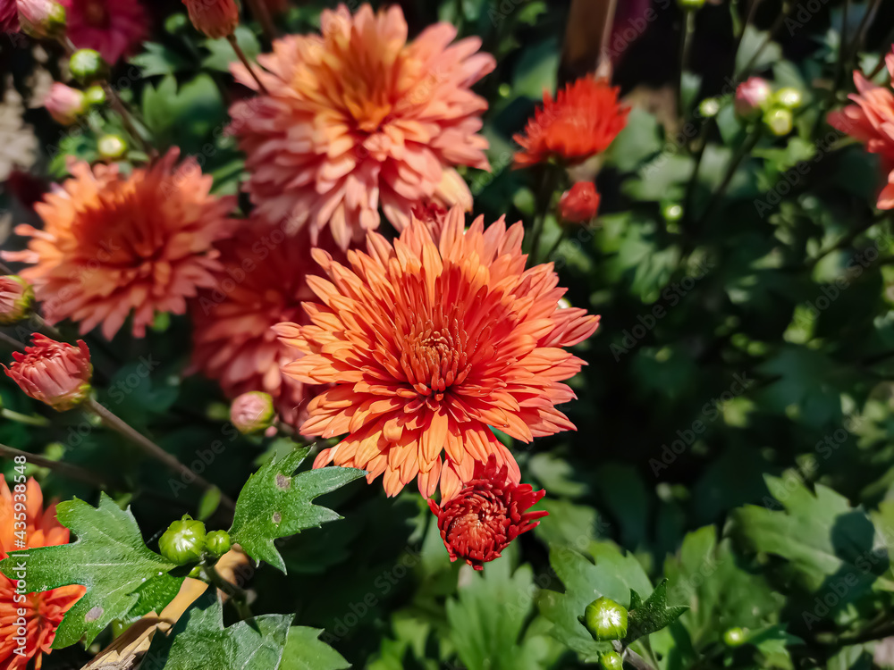 Chrysanthemums, sometimes called mums or chrysanths, are flowering plants of the genus Chrysanthemum in the family Asteraceae. They are native to East Asia and northeastern Europe. Chrysanthemums, sometimes called mums or chrysanths, are flowering plants of the genus Chrysanthemum in the family Asteraceae. They are native to East Asia and northeastern Europe.