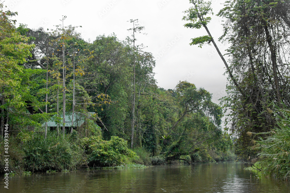 Obraz premium House in forest along Kinabatangan River (Sungai Kinabatangan) near Sukau, Sabah (Borneo), Malaysia