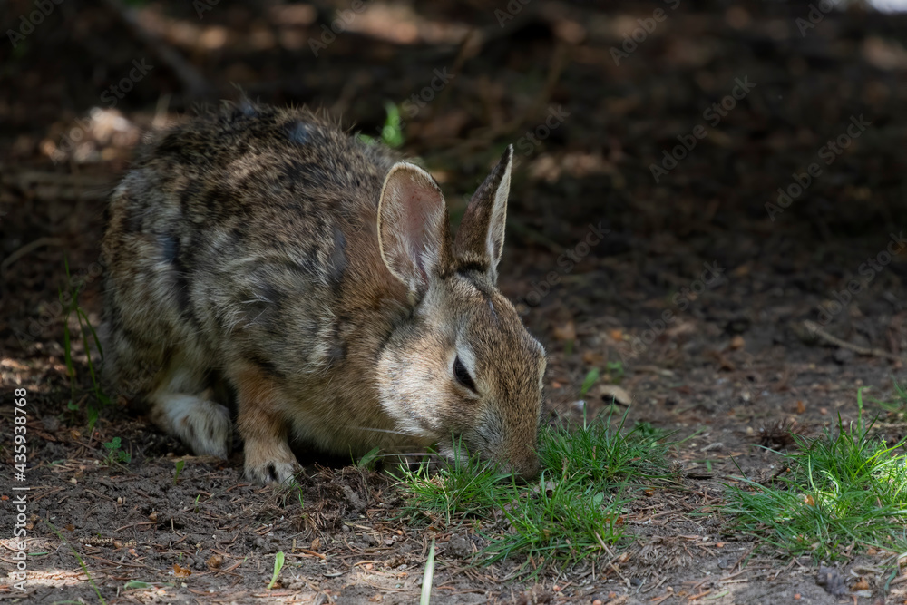 Fototapeta premium The eastern cottontail in park