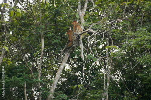 Wild proboscis (long-nosed) monkeys in tree along Sungai Kinabatangan (Kinabatangan River), Sukau, Sabah (Borneo), Malaysia