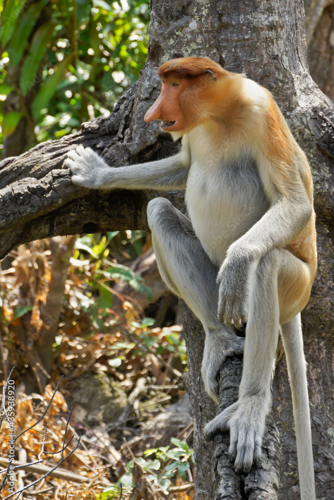 Male proboscis (long-nosed) monkey sitting on tree branch, Sabah (Borneo), Malaysia