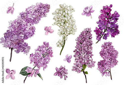 Photo Lilac set. Watercolor lilac flowers and leaves.