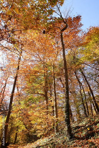 Autumn in Shenandoah National Park - Virginia  United States