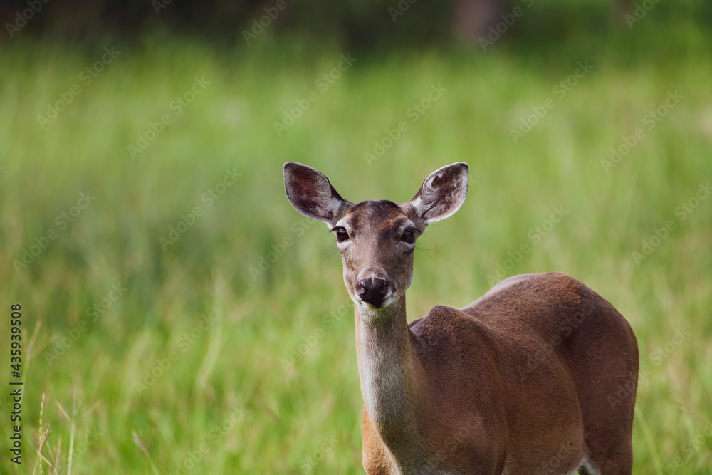 Evening Deer in New Braunfels Texas Evening Deer in New Braunfels Texas