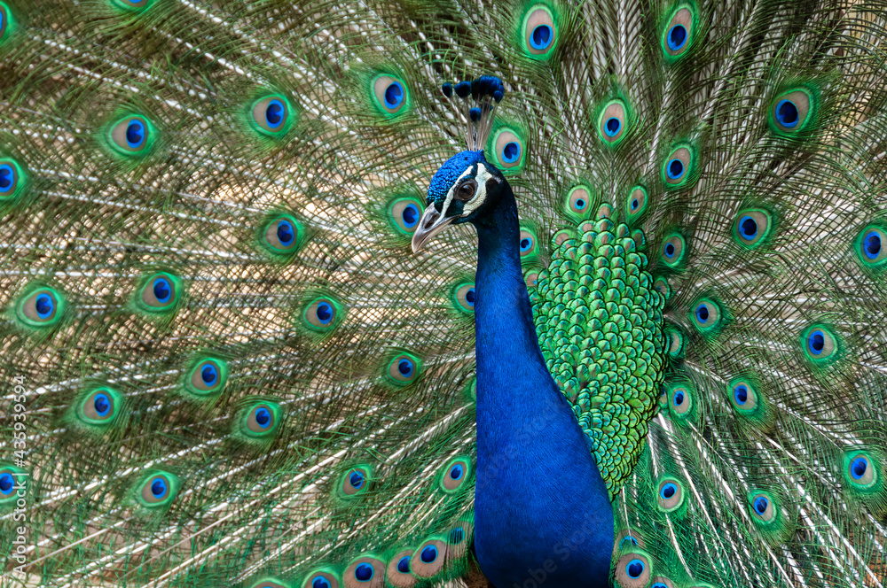 Obraz premium Closeup of a peacok, pavo cristatus, with its wings spread looking straight into the camera.