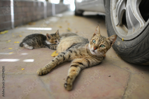 Fototapeta Naklejka Na Ścianę i Meble -  Stray cat feeds her newborn kitten next to a car in the street
