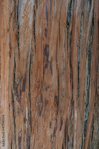 Natural background with the texture of the bark of a real tree.