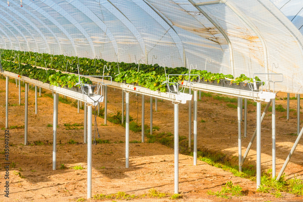 Greenhouses for strawberry plants on the field. Sunny day. Santa Barbara County, California