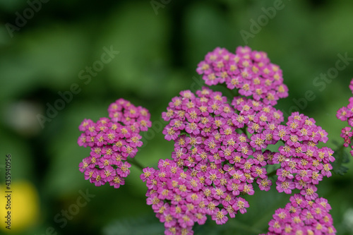 Selective focus shot of pink yarrow flowering plants growing in the garden photo