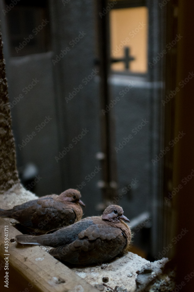 pigeon  couple sit on the nest located a windowsill of a building elevator shaft