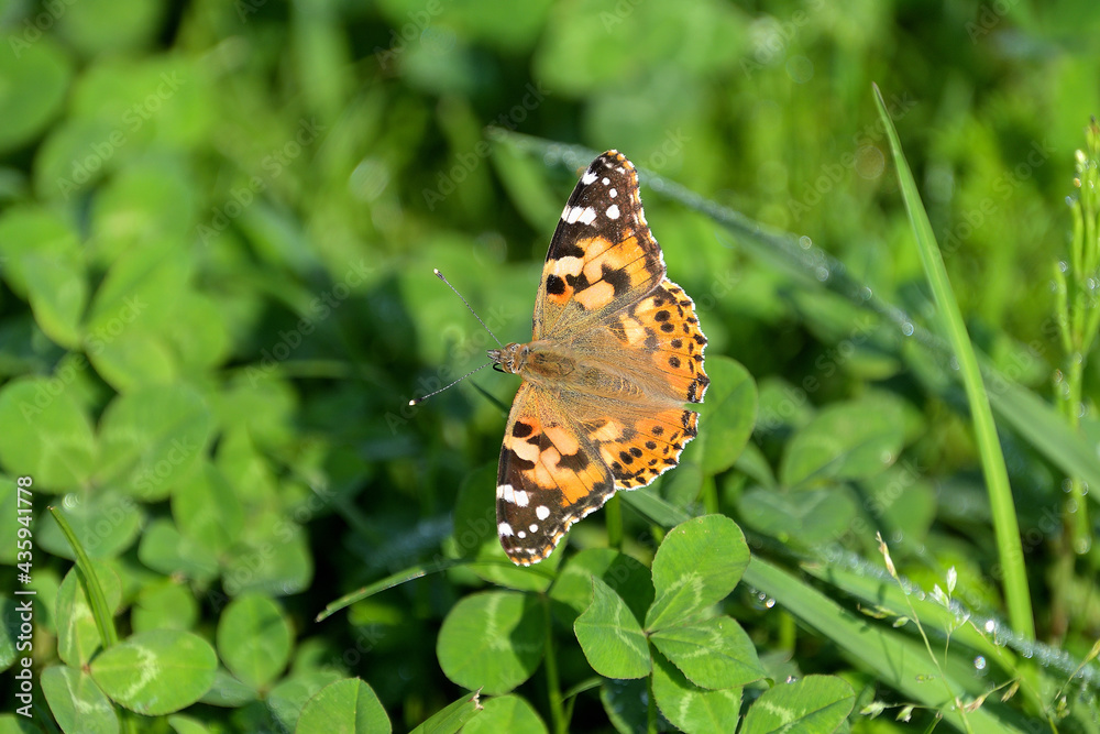 Obraz premium の模様が黒、白、オレンジ色とカラフルなヒメアカタテハ