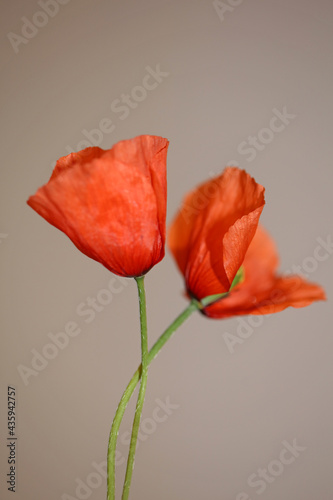 Red wild flower blossom close up papaver family papaveraceae botanical background high quality big size print