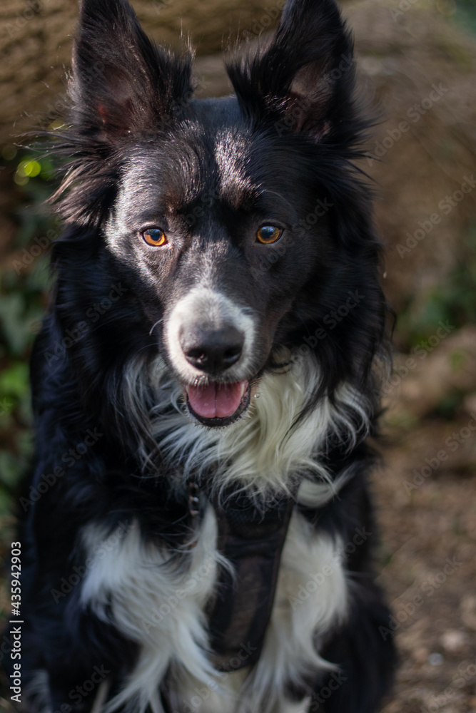 border collie dog