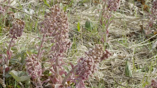 The closer look of the toothwort plant on the ground photo