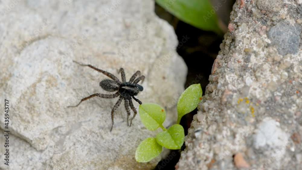 A dancing spide on top of the rock in the forest A dancing spide on top of the rock in the forest