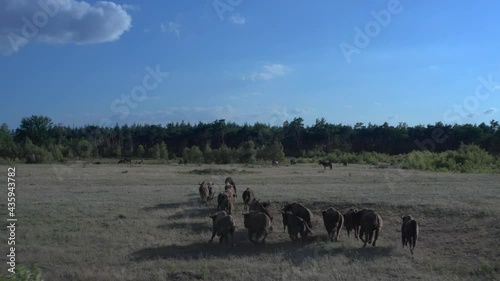 herd of wild Taurus touros running in a field on a sunny day photo