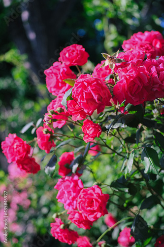 Fototapeta Naklejka Na Ścianę i Meble -  Beautiful rose in the park