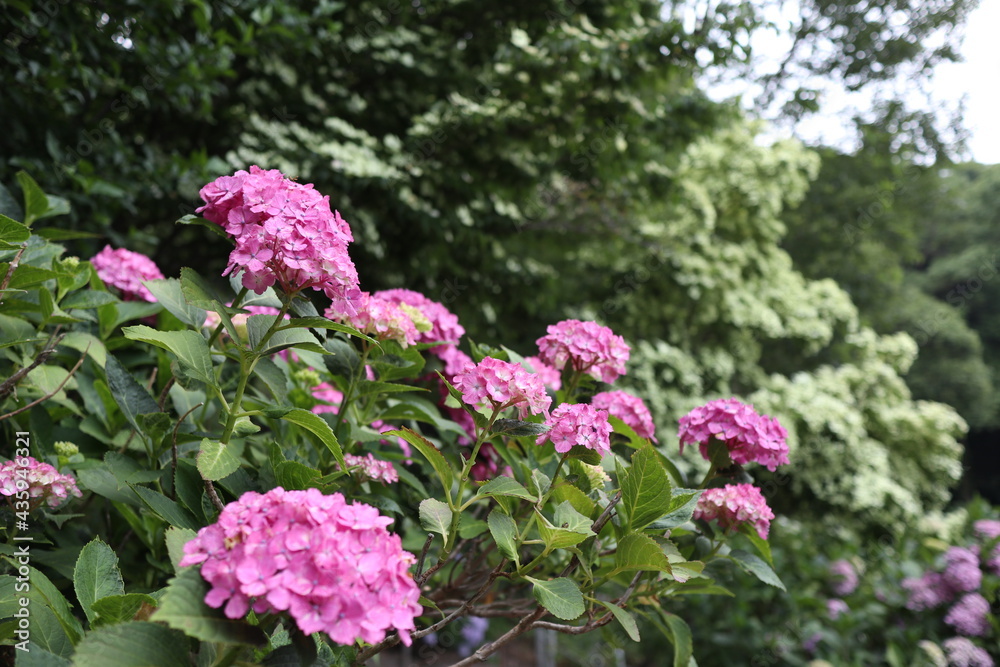 紫陽花の花(ピンク) 紫陽花の花(ピンク)