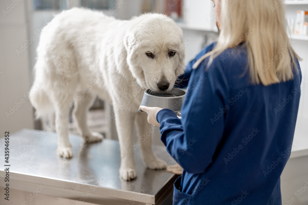 Big white dog drinking a water from dog's plate while standing at examination table with doctor at vet clinic before the examinations and procedure. Pet lovers and pet care. Big white dog drinking a water from dog's plate while standing at examination table with doctor at vet clinic before the examinations and procedure. Pet lovers and pet care.