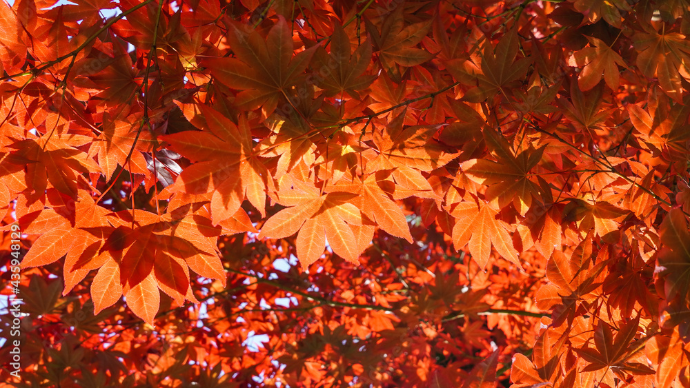 Red maple leaves under sunlight Red maple leaves under sunlight