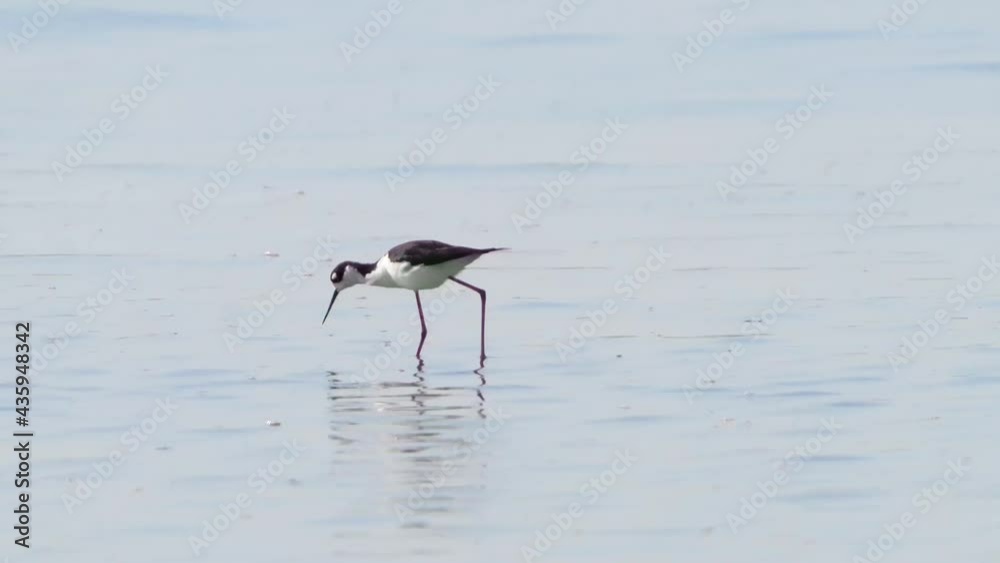 A Black-necked Stilt walking over a shallow salt pond. A Black-necked Stilt walking over a shallow salt pond.