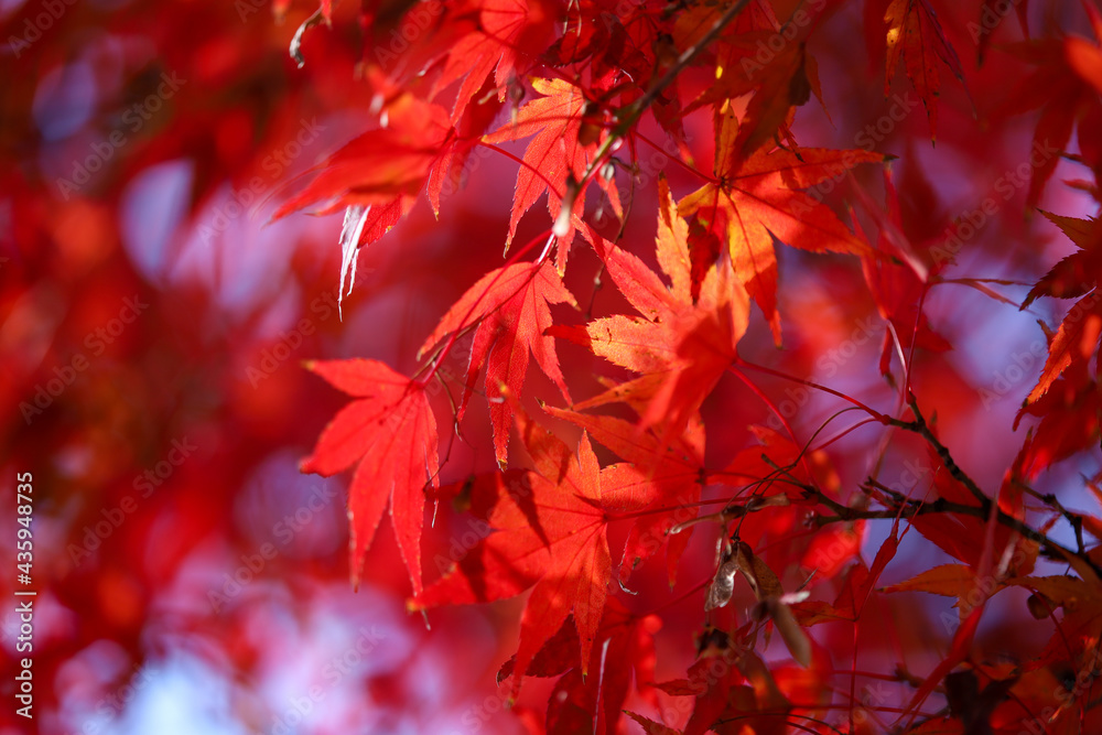 紅葉した日本楓の葉
