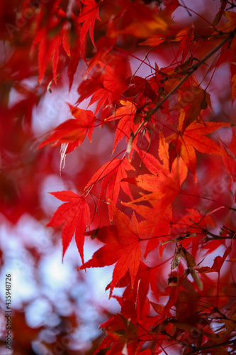 紅葉した日本楓の葉