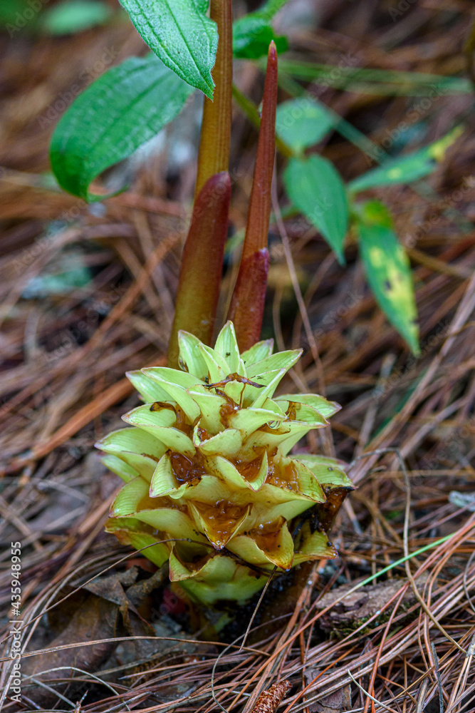 Suthep Siamese flowers or krachiao suthep are blooming from the ground in Doi Suthep-Pui National Park, Thailand. Suthep Siamese flowers or krachiao suthep are blooming from the ground in Doi Suthep-Pui National Park, Thailand.