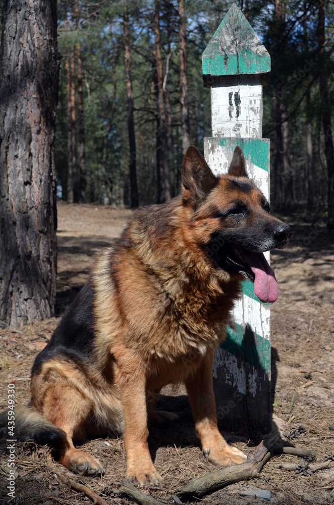 German shepherd dog in the forest German shepherd dog in the forest
