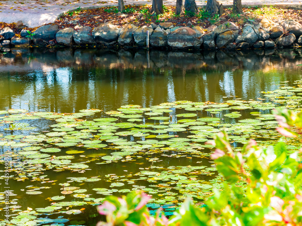 The atmosphere of the lotus leaf in the pond The atmosphere of the lotus leaf in the pond